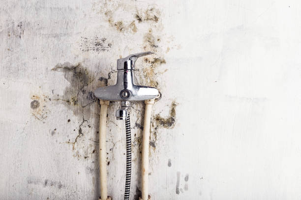 Best Fast Mold Removal  in Fort Wright, KY