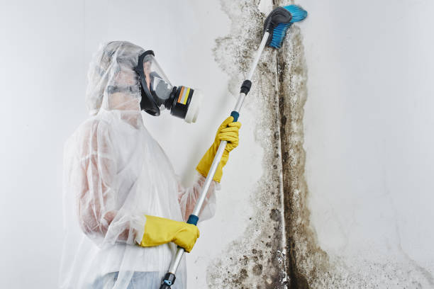 Best Crawl Space Mold Removal  in Fort Wright, KY