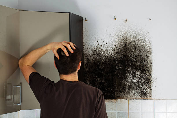 Best Local Mold Removal Service  in Fort Wright, KY
