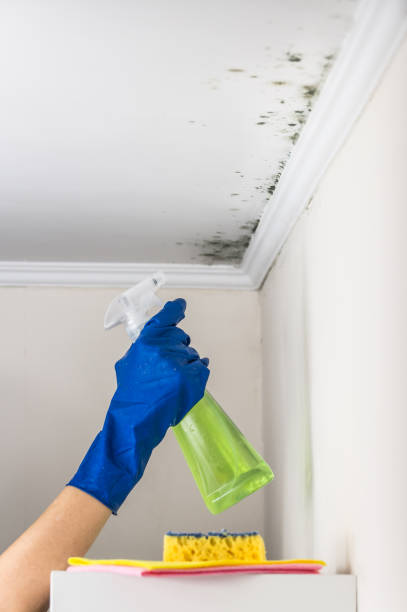 Best Residential Mold Removal  in Fort Wright, KY