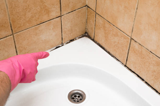Best Professional Mold Removal  in Fort Wright, KY